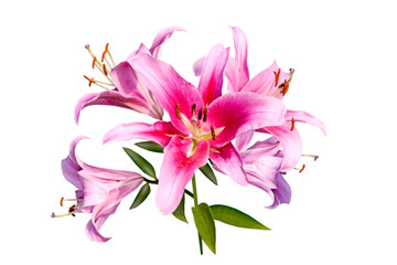 Fototapeta na wymiar Bouquet of pink lily flowers isolated on white background