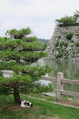 猫と松とお城. A cat and castle