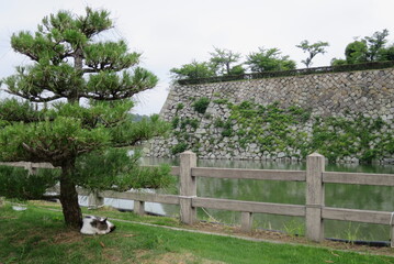 猫と松とお城 a cat and castle