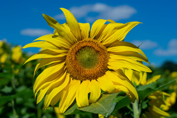 Bright sunflower against a blue sky close up