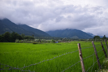 Beautiful view of hills and paddy fields at Kashmir.