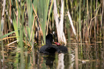 Blesshuhn mit Küken im Schilf