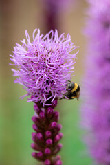 Bumblebee hanging on to a Liatris Spicata or bottle brush flower with blurred out of focus garden background featuring other pink flowers