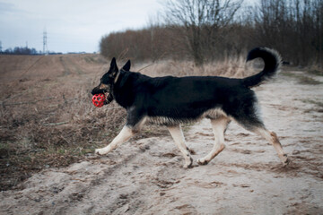 german shepherd dog running