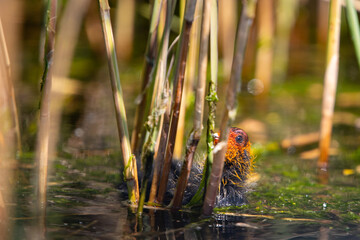 Blesshuhn mit Küken im Schilf