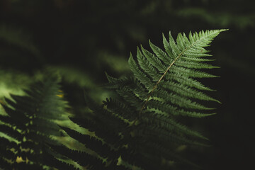 Close up fern leaf with spectacular lighting on a dark green background. Natural ferns pattern....
