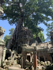 Banian d'un temple à Angkor, Cambodge	