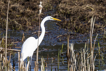 The great egret - Ardea alba