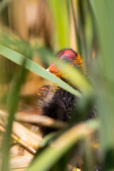Blesshuhn mit Küken im Schilf