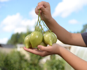 Women's hands hold a bunch of green tomatoes. Green tomatoes in women's hands on the background of the cottage area.