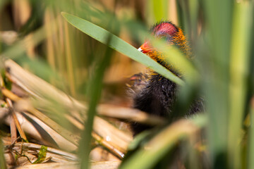 Blesshuhn mit Küken im Schilf