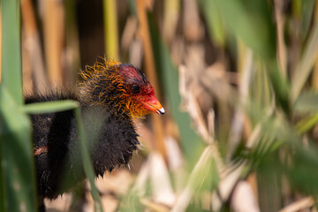 Blesshuhn mit Küken im Schilf