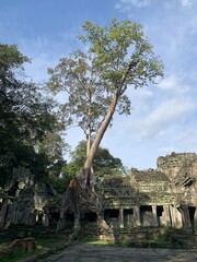 Fototapeta premium Banian du temple Ta Prohm à Angkor, Cambodge