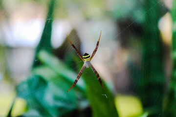 spider on the web