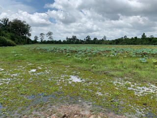 Rizière à Angkor, Cambodge