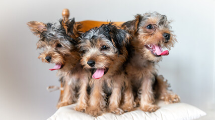 

Cute Yorkshire terrier puppy sibling, black and tan color, on a wooden chair, white background