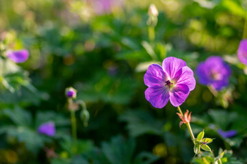 Cranesbills group of blue ornamental flowers, Geranium Rozanne flowers in bloom