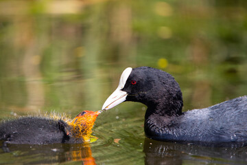 Blesshuhn mit Küken im Schilf