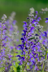 Salvia pratensis sage flowers in bloom, flowering blue violet purple mmeadow clary plants, green grass