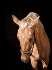 Fototapeta premium palomino horse portrait