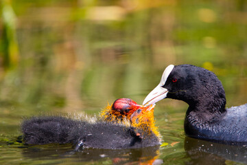 Blesshuhn mit Küken im Schilf