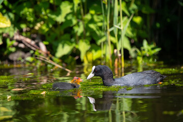 Blesshuhn mit Küken im Schilf