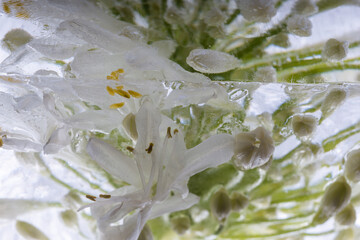 Agaphanthus in Eis 6 © Marc Heiligenstein