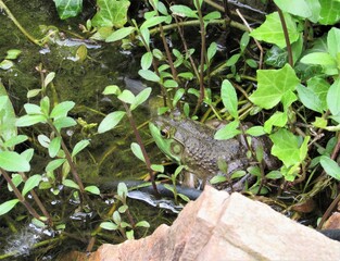 Close up of an American Bullfrog hiding within plants on the edge of a man-made pond