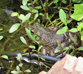 Close up of an American Bullfrog hiding within plants on the edge of a man-made pond