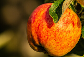 Close up of apple on a branch