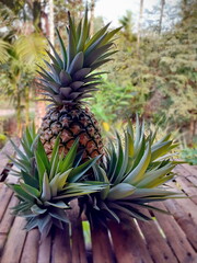 Ripe pineapple and spigot stuck around the result, laid on an old bamboo table among a garden, by green plants in blurred background, with tropical orchard in countryside, Thailand.