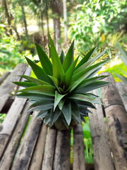 The pineapple spigot was placed on an old bamboo table among a garden, by green plants in blurred background, with tropical orchard in countryside, Thailand.