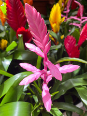 Closeup of isolated tropical plant (vriesea cultivar) with shiny pink blossom and green leaves