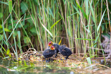 Blesshuhn mit Küken im Schilf