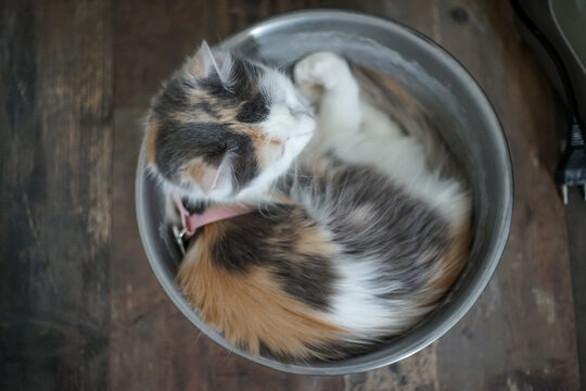 Chat dans la gamelle