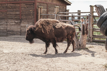 Brown bison in zoo aviary with wooden fence