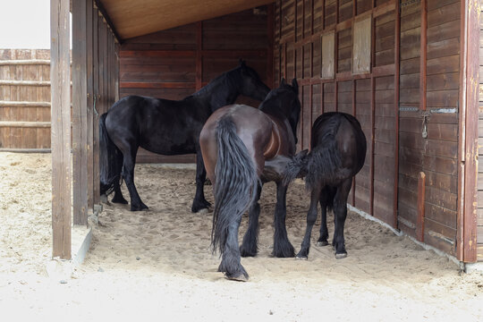 Dark brown horses at the zoo. Foal with mom. - Powered by Adobe