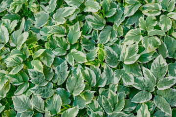 Goutweed decorative variegated, Aegopodium podagraria