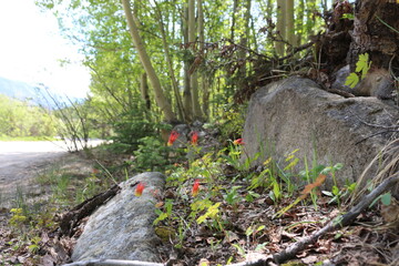 St Elmo Ghost Town Colorado