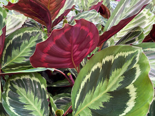 Closeup of isoalted leaves of tropical prayer plant (calathea roseoptica medallion) with unique yellow and green pattern