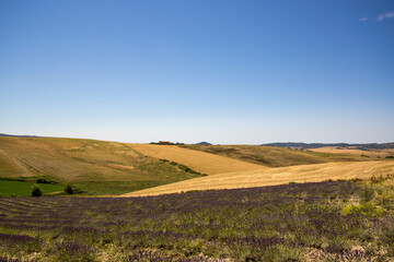 Fototapeta na wymiar Hill in the Tuscan countryside with lavender and wheat