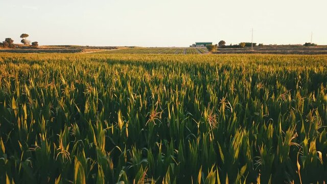 Campo de trigo en verano al atardecer