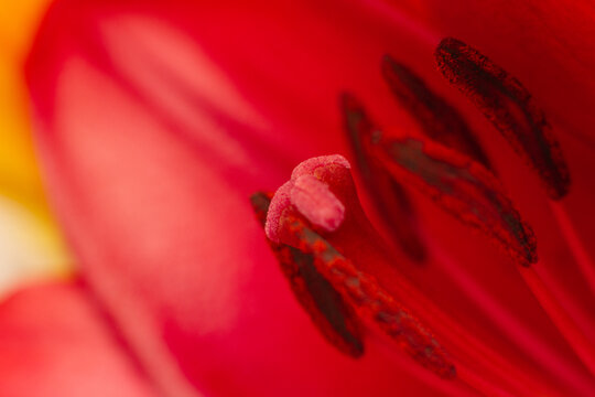 Macro photo of a red lily. Stamens and pistils with pollen of red flowers. Soft selective focus