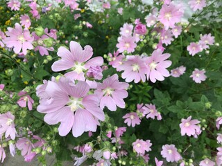Bright summer flowers in the gardens of St. Petersburg