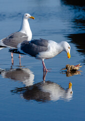 Two seagulls with reflection on the wet sand beach eating a dungeness crab, Pacific City, Oregon.