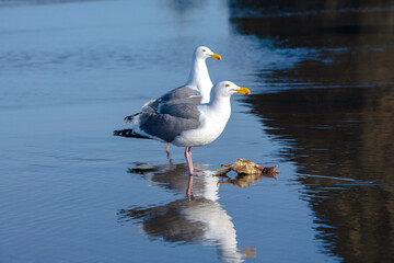 Two seagulls with reflection on the wet sand beach eating a dungeness crab, Pacific City, Oregon.