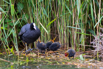 Blesshuhn mit Küken im Schilf