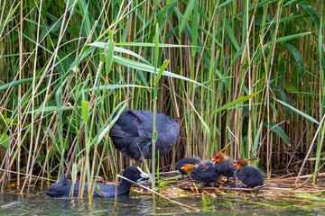 Blesshuhn mit Küken im Schilf
