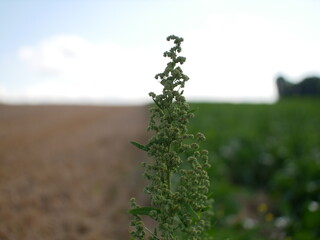 field of wheat