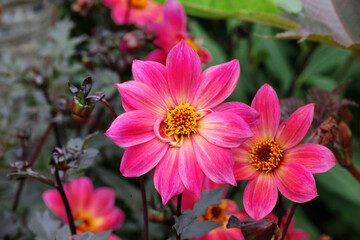 Obraz premium Pink single 'Twyning's Revel' Dahlia in flower